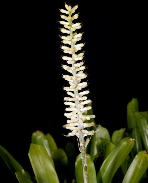 Aechmea cf. cylindrata 'White' - Tropiflora