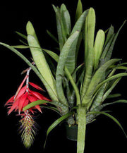 Billbergia stenopetala Ecuadorian form - Tropiflora