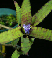 Neoregelia ampullacea 'Bert' - Tropiflora