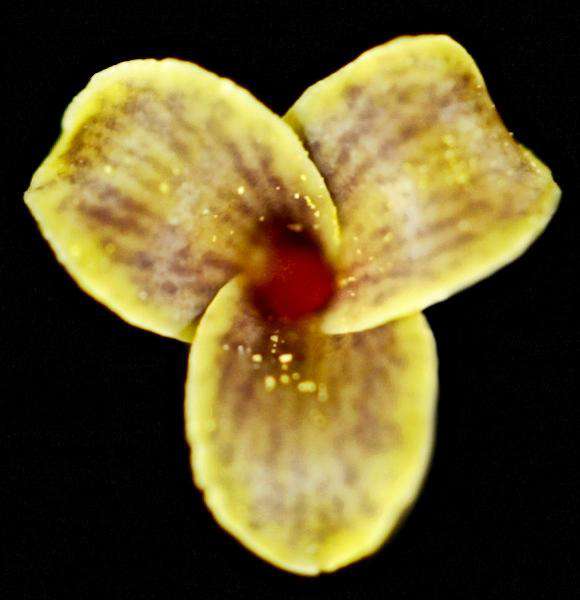Tillandsia rectangula - Tropiflora