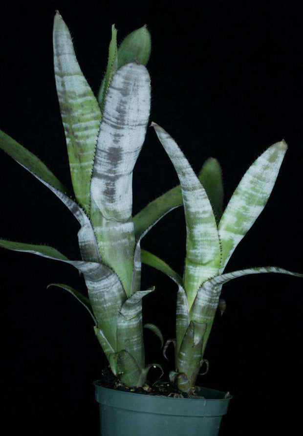 Aechmea nudicaulis EAB108 - Tropiflora