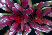 Neoregelia 'Catherine Wilson' x 'Fireball' - Tropiflora