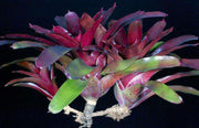 Neoregelia 'Catherine Wilson' x 'Fireball' - Tropiflora