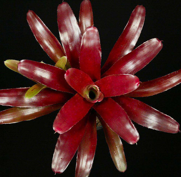 Neoregelia 'Catherine Wilson' x 'Fireball' - Tropiflora