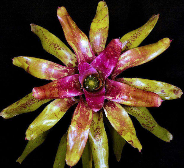 Neoregelia 'Marina' - Tropiflora
