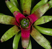 Neoregelia 'Marzipan' - Tropiflora