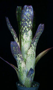 Billbergia 'Limbo' - Tropiflora