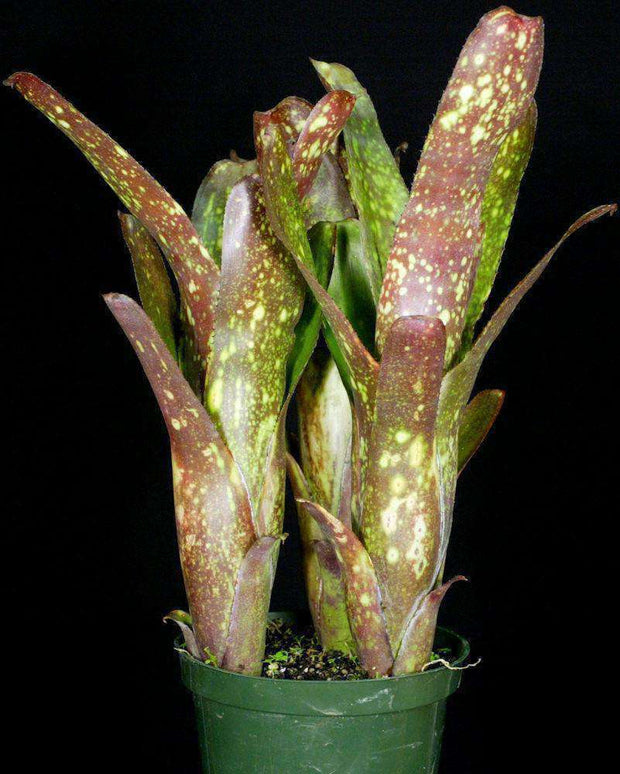 Billbergia 'Limbo' - Tropiflora
