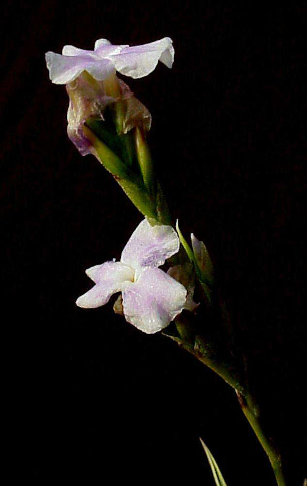 Tillandsia reichenbachii - Tropiflora