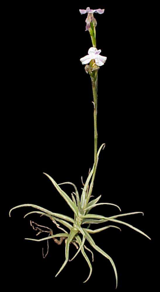 Tillandsia reichenbachii – Tropiflora