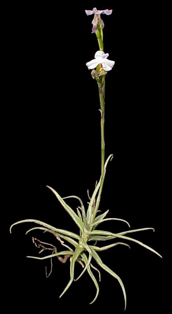 Tillandsia reichenbachii - Tropiflora