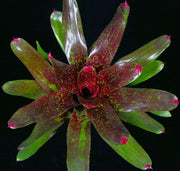 Neoregelia 'Gold Fever' red form - Tropiflora