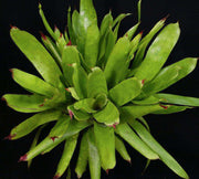 Aechmea ampla - Tropiflora