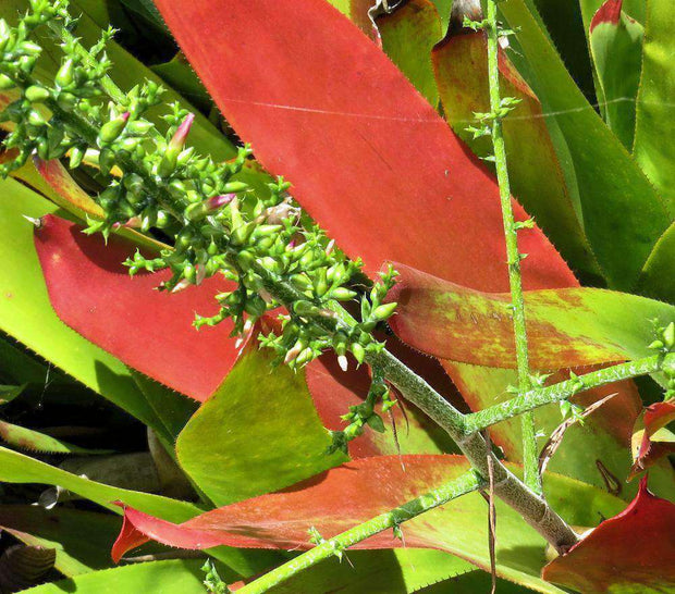 Aechmea ampla - Tropiflora