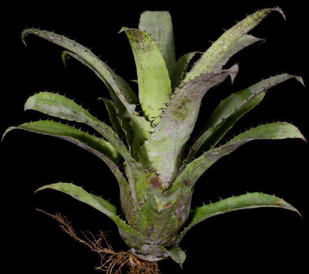 Hohenbergia leopold-horstii x pennae - Tropiflora