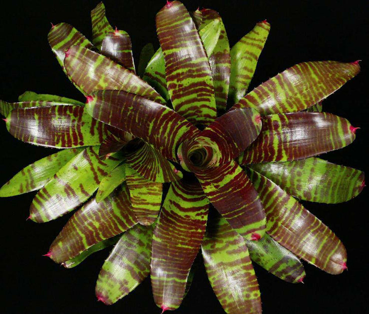 Neoregelia 'Touchdown' – Tropiflora