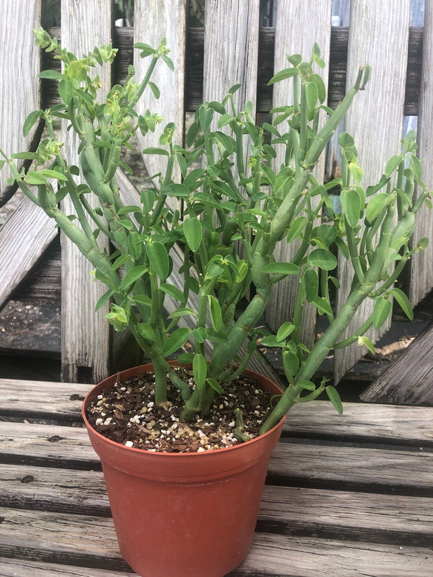 Euphorbia lupulina