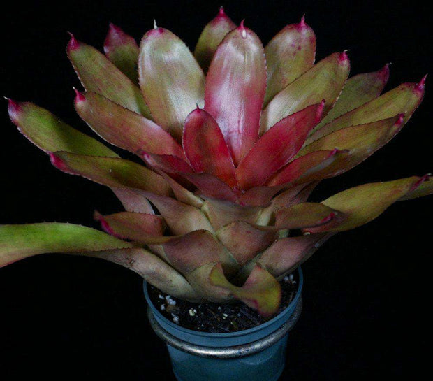 Neoregelia 'Sara Lee' - Tropiflora