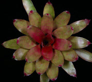 Neoregelia 'Sara Lee' - Tropiflora