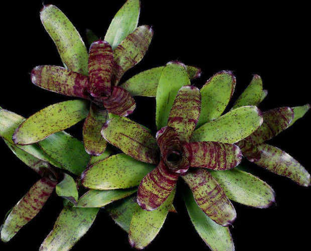 Neoregelia 'Catcall' - Tropiflora