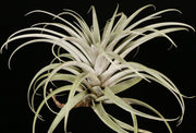 Tillandsia roseoscapa