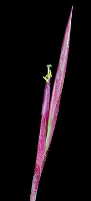Tillandsia glabrior - Tropiflora