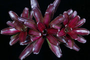 Neoregelia 'Zoe' - Tropiflora