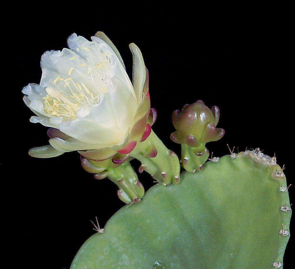 Eccremocactus bradei – Tropiflora