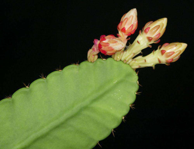 Eccremocactus bradei - Tropiflora