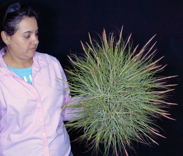 Bulk Air Plants: Tillandsia schiedeana v. major (Minimum of 10)