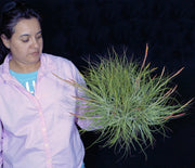 Bulk Air Plants: Tillandsia schiedeana v. major (Minimum of 10)