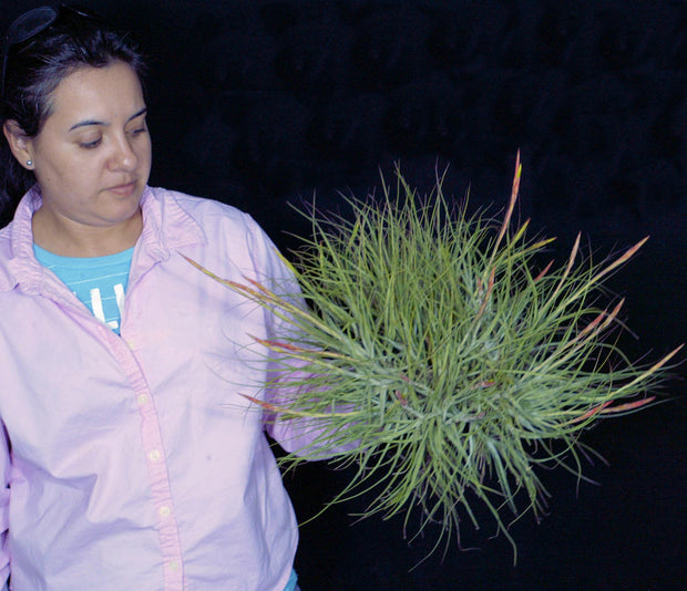 Bulk Air Plants: Tillandsia schiedeana v. major (Minimum of 10)