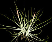 Bulk Air Plants: Tillandsia schiedeana v. major (Minimum of 10)