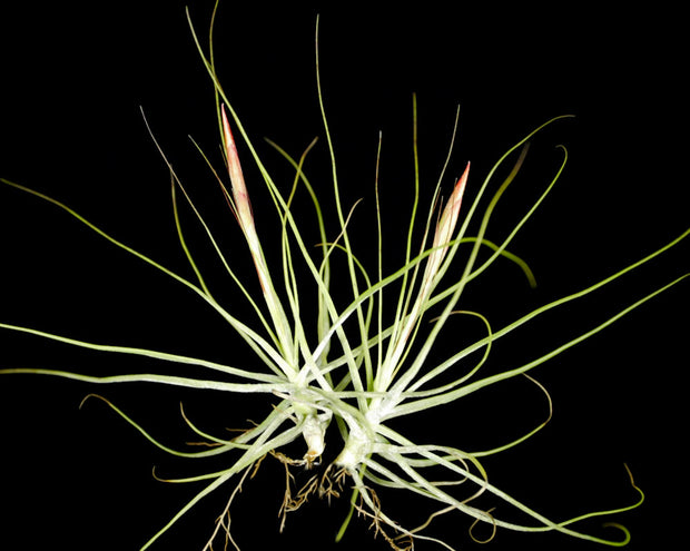 Bulk Air Plants: Tillandsia schiedeana v. major (Minimum of 10)