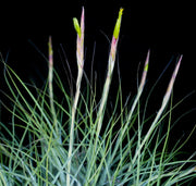 Bulk Air Plants: Tillandsia schiedeana v. major (Minimum of 10)