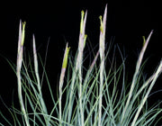 Bulk Air Plants: Tillandsia schiedeana v. major (Minimum of 10)
