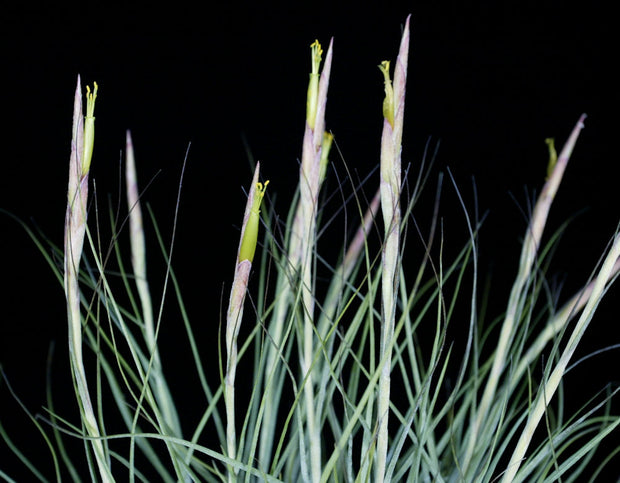 Bulk Air Plants: Tillandsia schiedeana v. major (Minimum of 10)