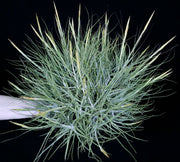 Bulk Air Plants: Tillandsia schiedeana v. major (Minimum of 10)