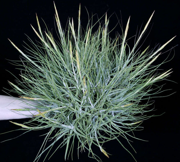 Bulk Air Plants: Tillandsia schiedeana v. major (Minimum of 10)