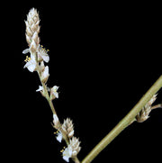 Hechtia texensis - Tropiflora