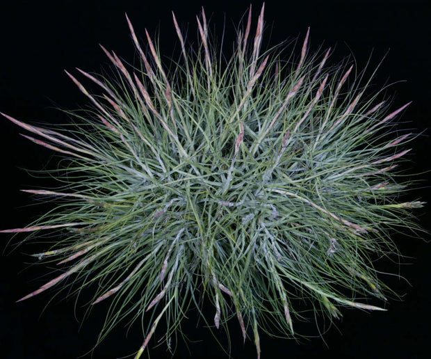 Bulk Air Plants: Tillandsia schiedeana v. major (Minimum of 10)