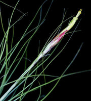 Tillandsia schiedeana v. minor - Tropiflora