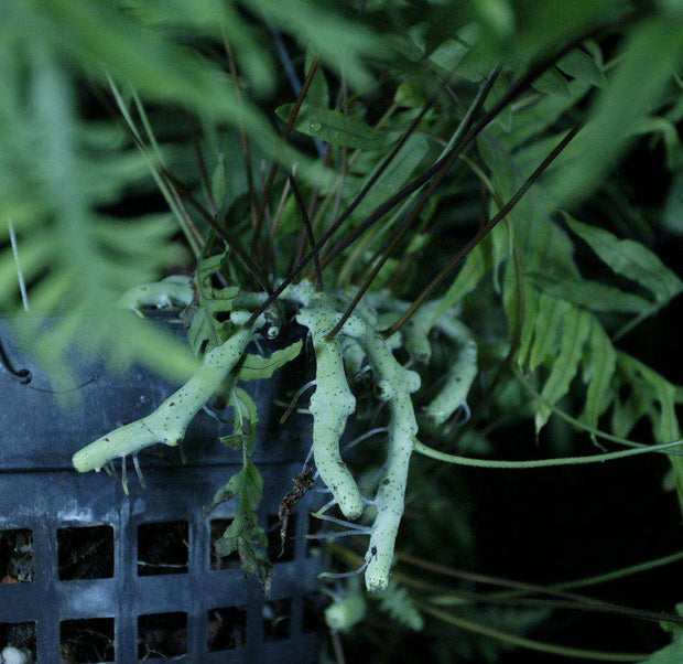 Polypodium formosanum 'Cristatum' - Tropiflora
