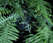 Polypodium formosanum 'Cristatum' - Tropiflora