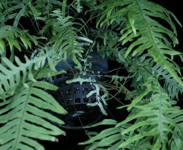 Polypodium formosanum 'Cristatum' - Tropiflora