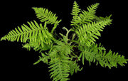 Polypodium formosanum 'Cristatum' - Tropiflora