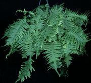 Polypodium formosanum 'Cristatum' - Tropiflora