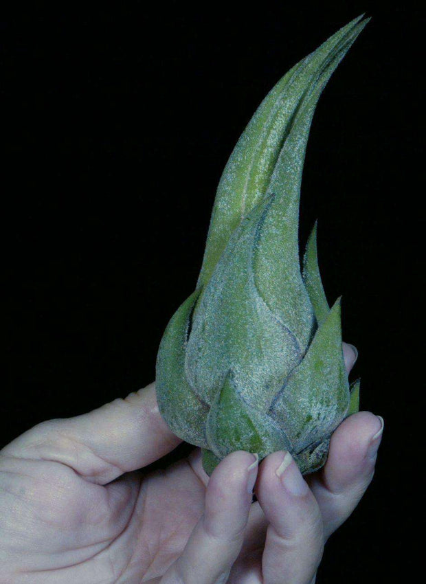Tillandsia seleriana - Tropiflora