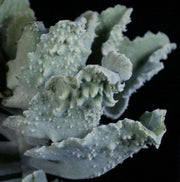 Kalanchoe beharensis 'Fang' - Tropiflora