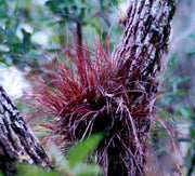 Tillandsia setacea - Tropiflora
